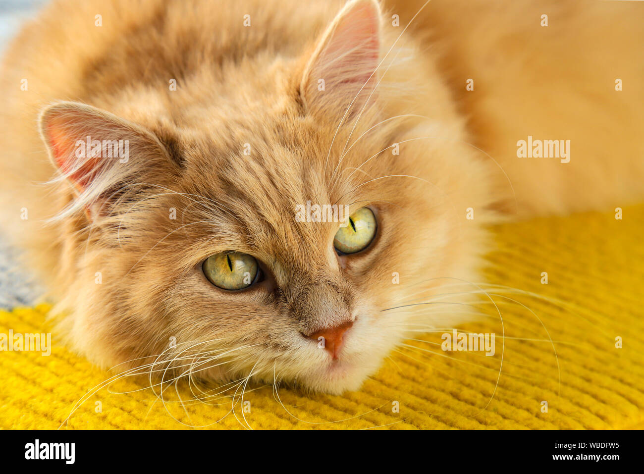 Un beau chat rouge moelleux avec de grands yeux verts et la moustache Banque D'Images