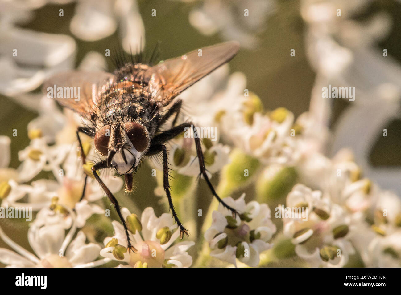 Chambre insectes, perché sur une fleur blanche dans le soleil à la fin de l'été, Royaume-Uni Banque D'Images