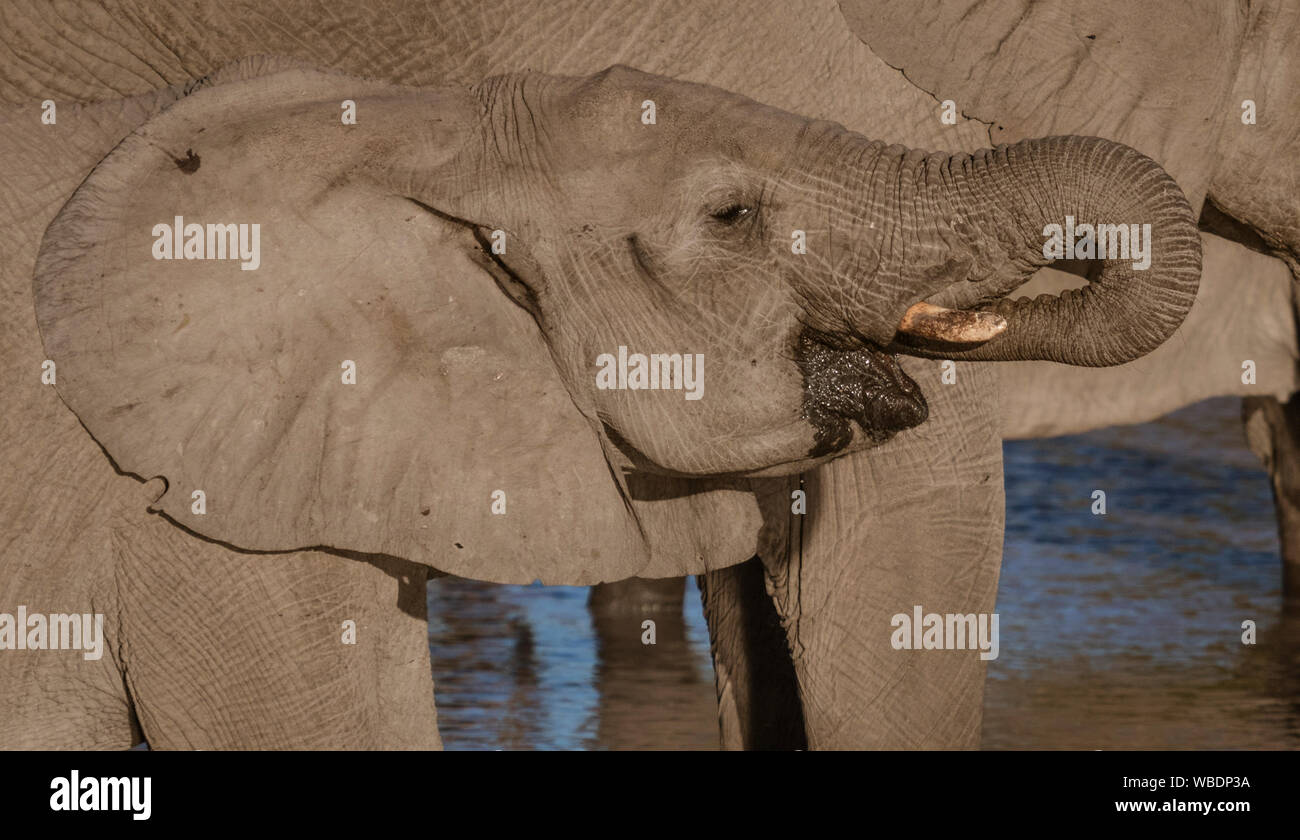Bébé éléphant tente de boire de l'eau en utilisant sa malle à un trou d'arrosage au Botswana Banque D'Images