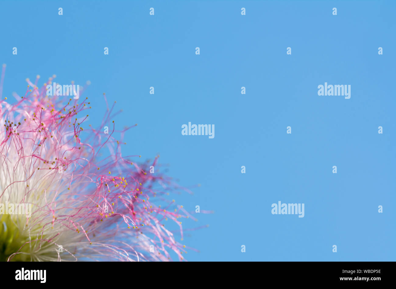 Colourfull mimosa fleur. Mimosa pudica. Plantes sensibles sur fond de ciel bleu, close-up Banque D'Images