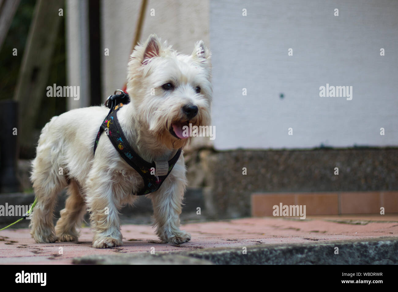 Cute white westie Banque D'Images