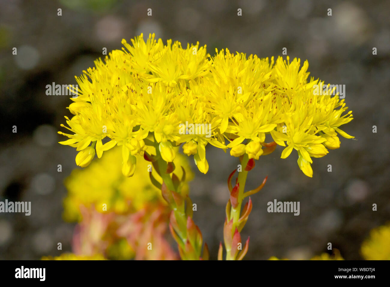 (Sedum reflexum orpin réfléchi), près de la grosse tête de la plante produit des fleurs jaunes. Banque D'Images