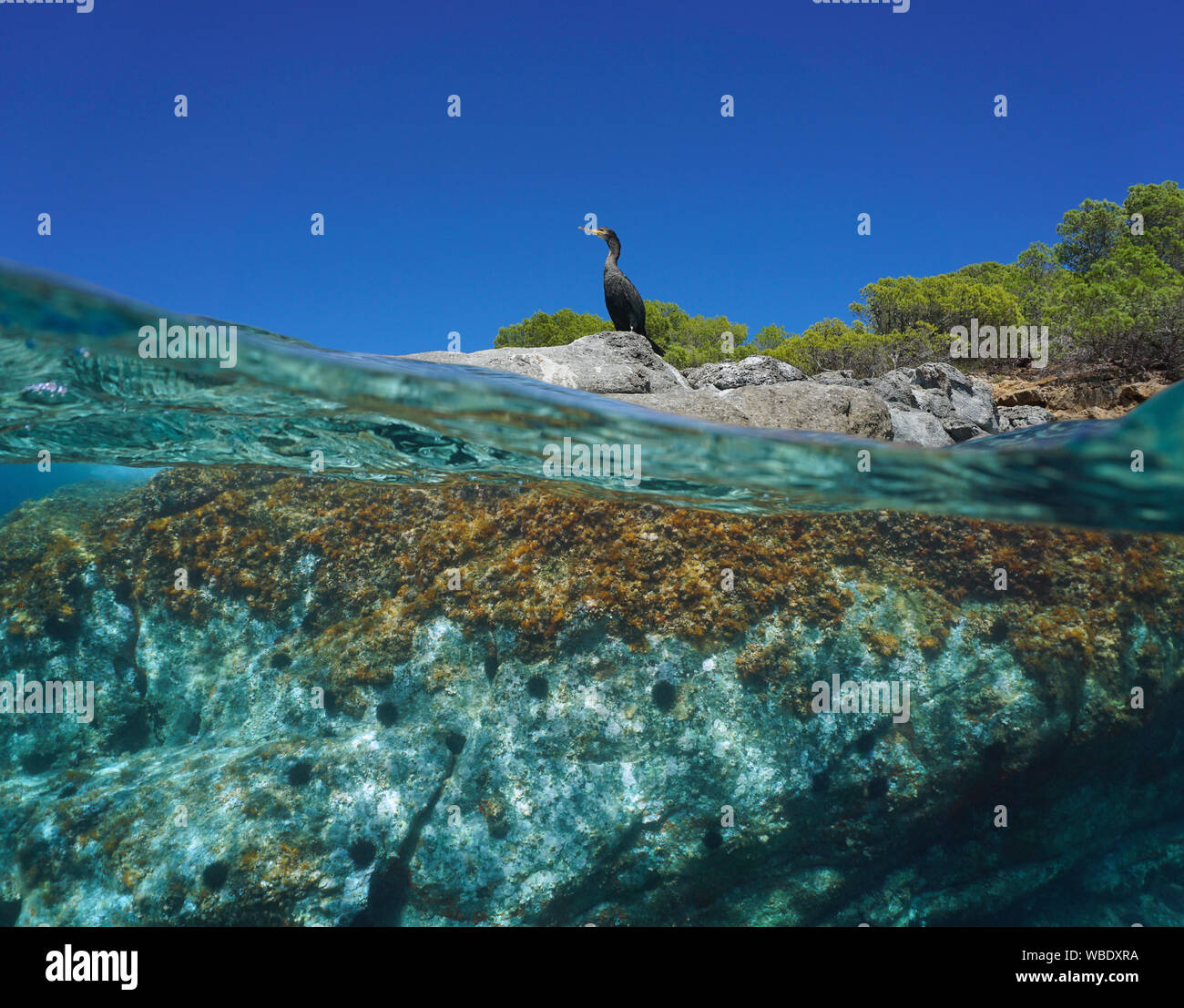 Un cormoran oiseau debout sur la côte rocheuse, fractionnée sur et sous la surface de l'eau, Méditerranée, Espagne, îles Baléares, Ibiza Banque D'Images