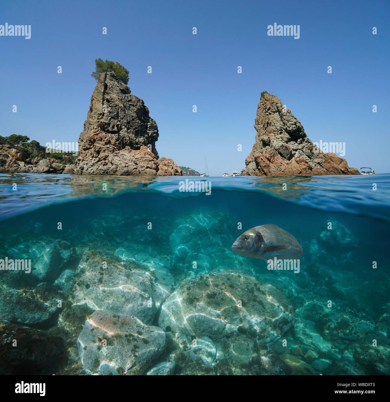 Les îlots rocheux avec une la dorade poisson et les roches sous l'eau, mer Méditerranée, Espagne, Costa Brava, Catalogne, Calella de Palafrugell Banque D'Images