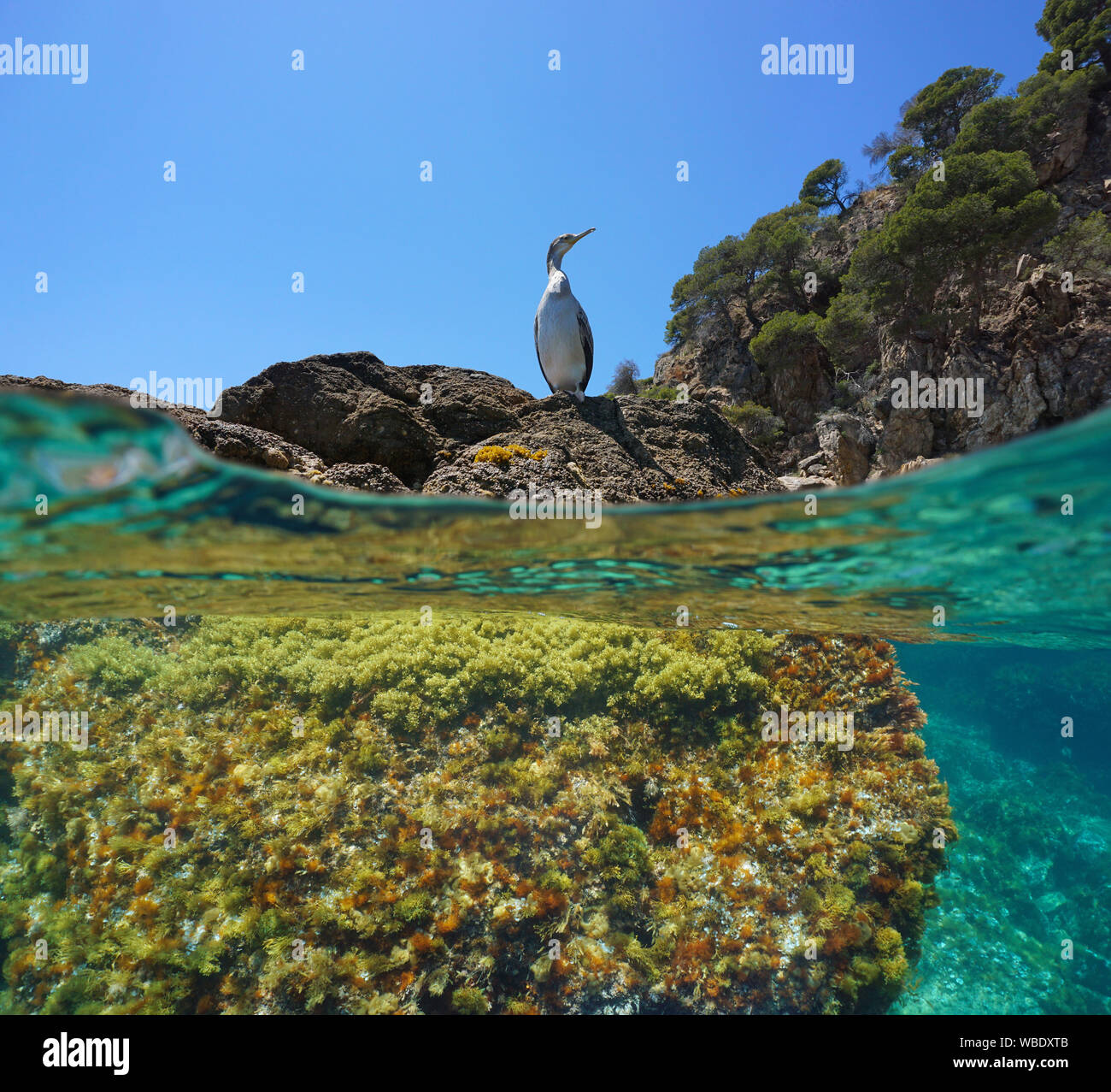 Un cormoran oiseau sur un rocher près de la rive de la mer Méditerranée, et partagé au-dessus et au-dessous de la surface de l'eau, Espagne, Costa Brava, Catalogne Banque D'Images