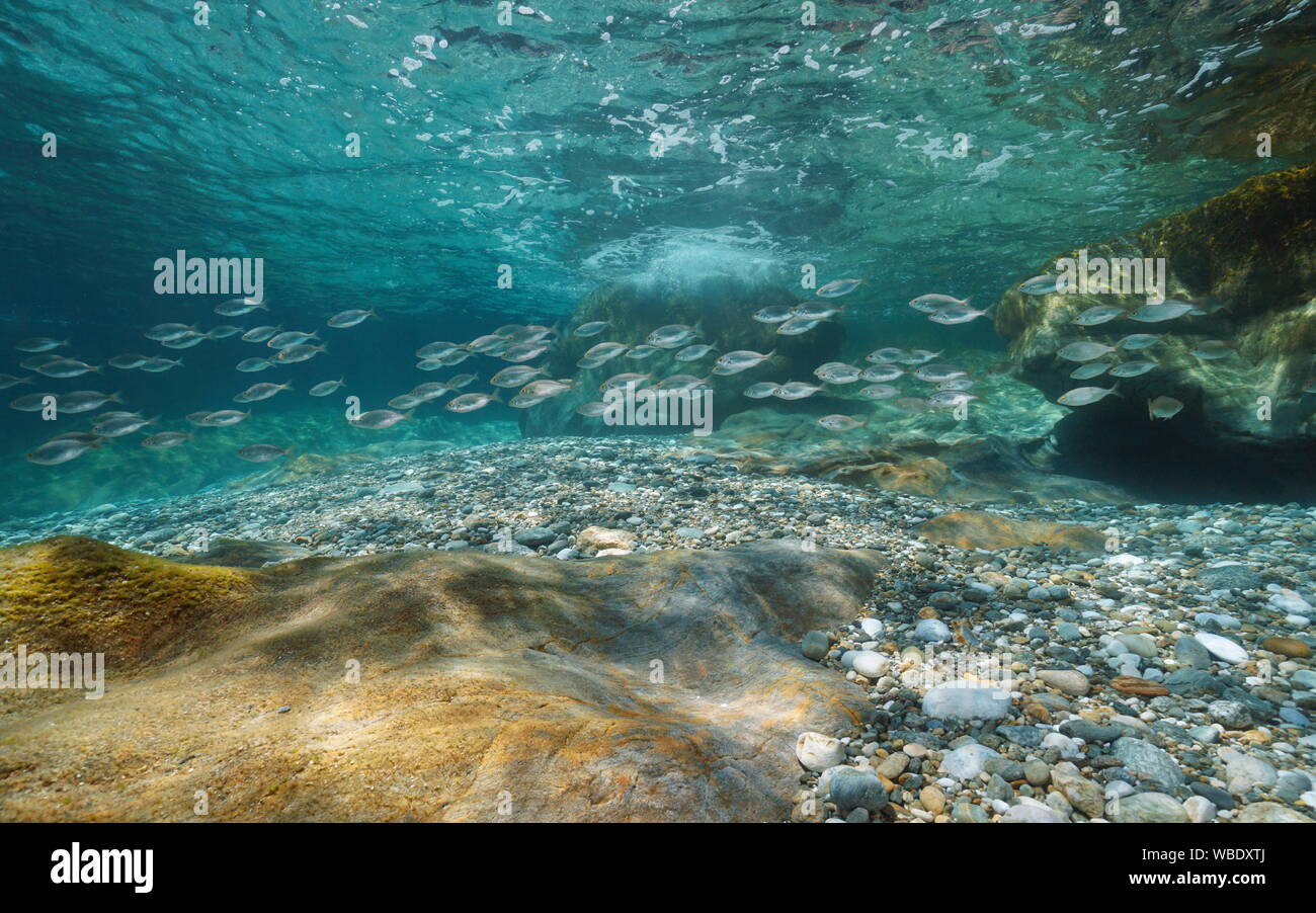 Paysage marin sous-marins dans la mer Méditerranée, un banc de poissons (Sarpa salpa) entre une surface de l'eau et des fonds marins rocheux, Espagne, Costa Brava Banque D'Images