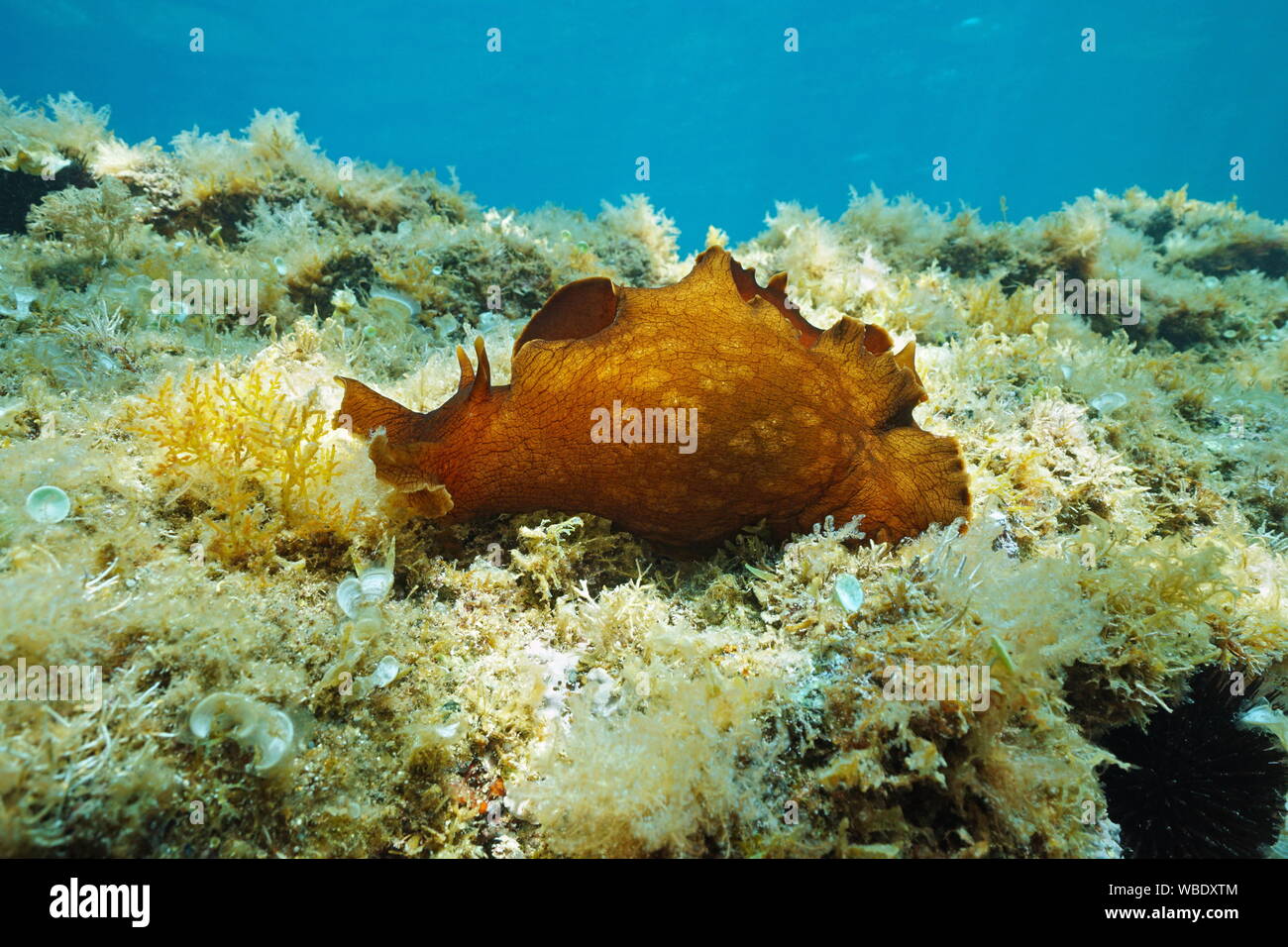 Limace de mer sous l'eau, mouchetée de lièvre de mer, Aplysia fasciata, oiseaux, mer Méditerranée, Côte d'Azur, France Banque D'Images