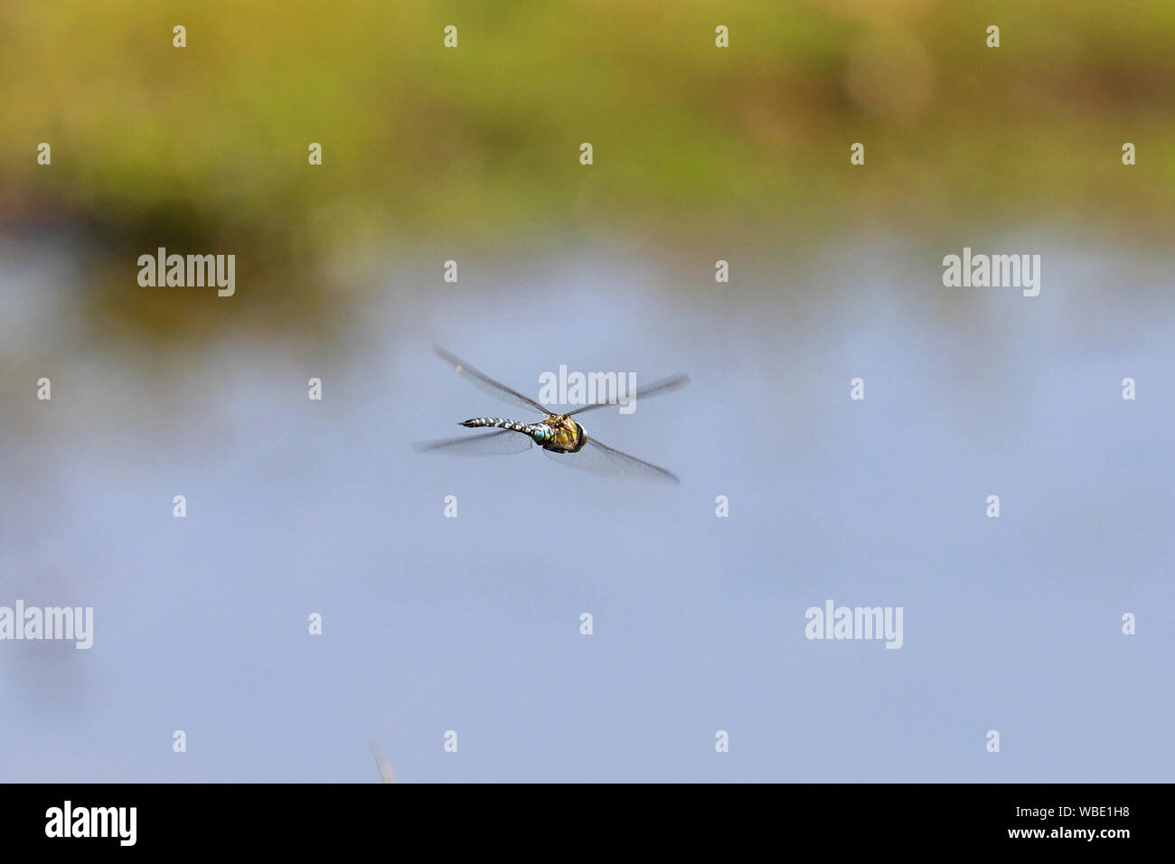 Libellule patrouiller les eaux bord d'un lac Banque D'Images