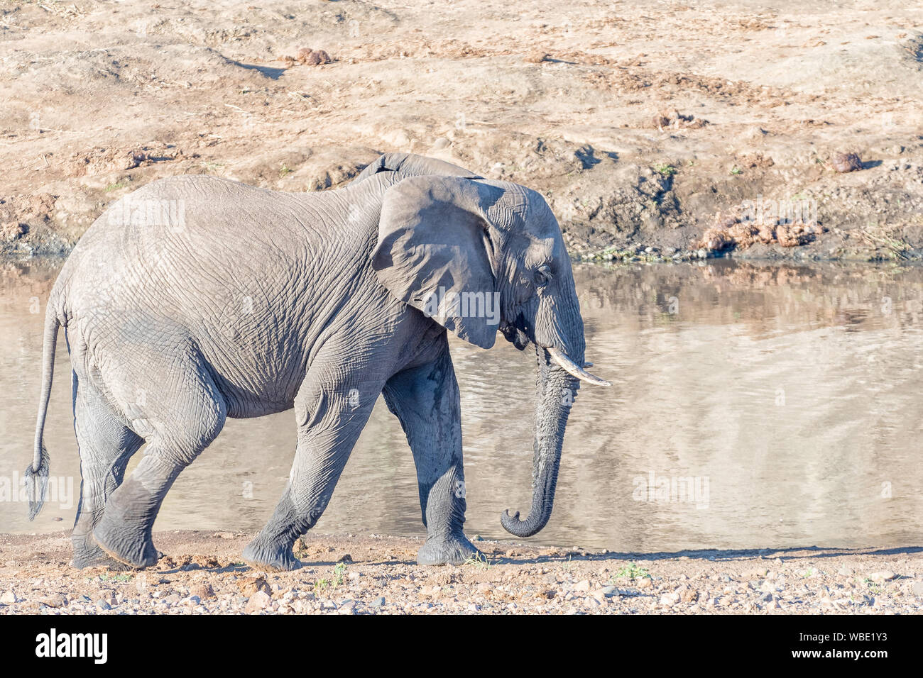 Un éléphant d'Afrique marche à côté de la rivière Shingwedzi Banque D'Images
