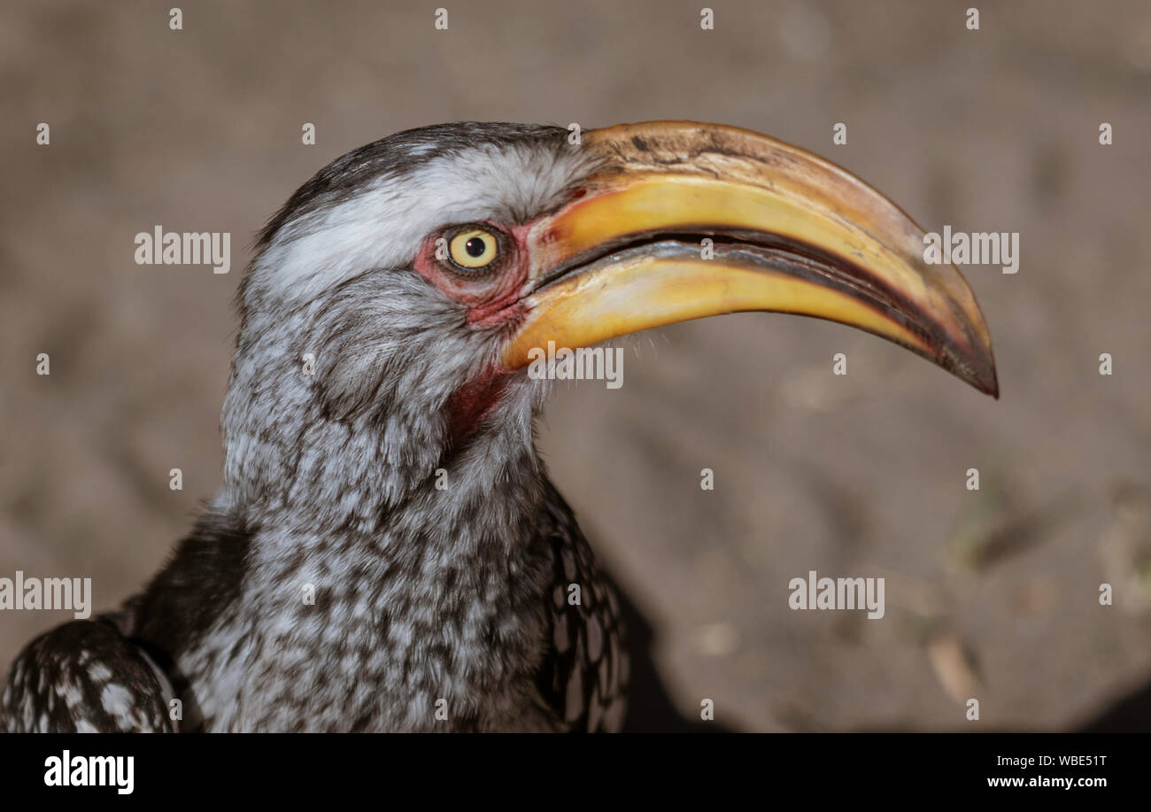 Close-up de tête d'un calao à bec jaune en Namibie Banque D'Images