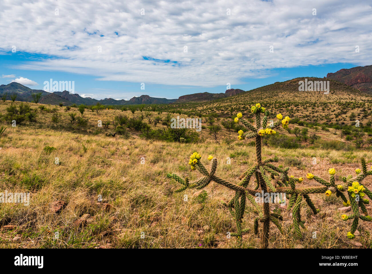 Paysage nuageux avec Staghorn cholla à Coronado National Forest près d'Amado, Arizona. Banque D'Images