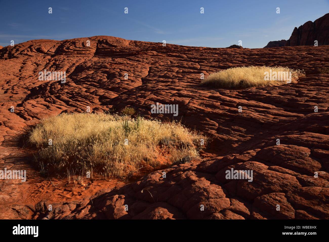 L'herbe d'or à la fin d'après-midi au milieu de dunes de sable de plus en plus pétrifié. Ces anciennes dunes sont trouvés dans Snow Canyon State Park, UT. Banque D'Images