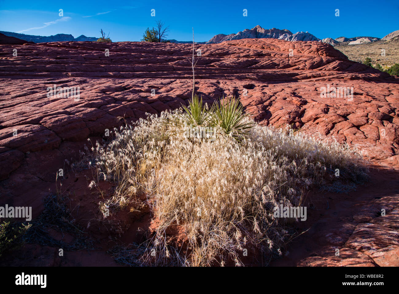 L'herbe d'or à la fin d'après-midi au milieu de dunes de sable de plus en plus pétrifié. Ces anciennes dunes sont trouvés dans Snow Canyon State Park, UT. Banque D'Images