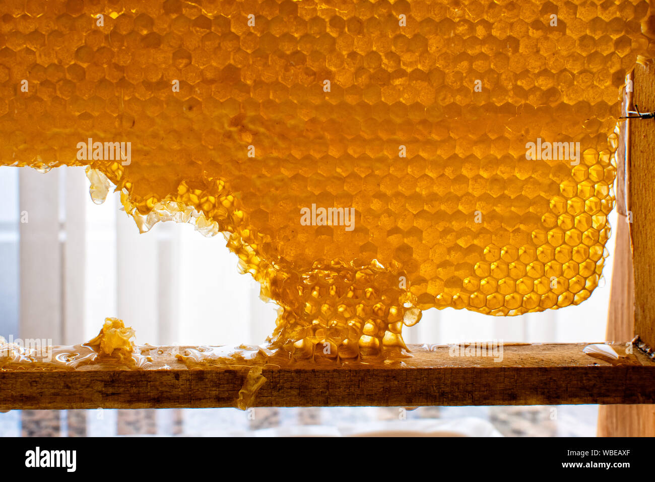 Le Miel D Abeilles Frais Dans Des Cellules D Abeilles Sur Cadre En Bois Structure Du Chassis Avec De La Cire D Abeille Frais Plein De Nectar De Miel Dans Les Cellules A Miel Concept Le Miel D Abeilles Frais Dans Des Cellules D Abeilles Sur Cadre En Bois Structure Du Chassis Avec De La Cire D Abeille Frais Plein De Nectar De Miel Dans Les Cellules A Miel Concept