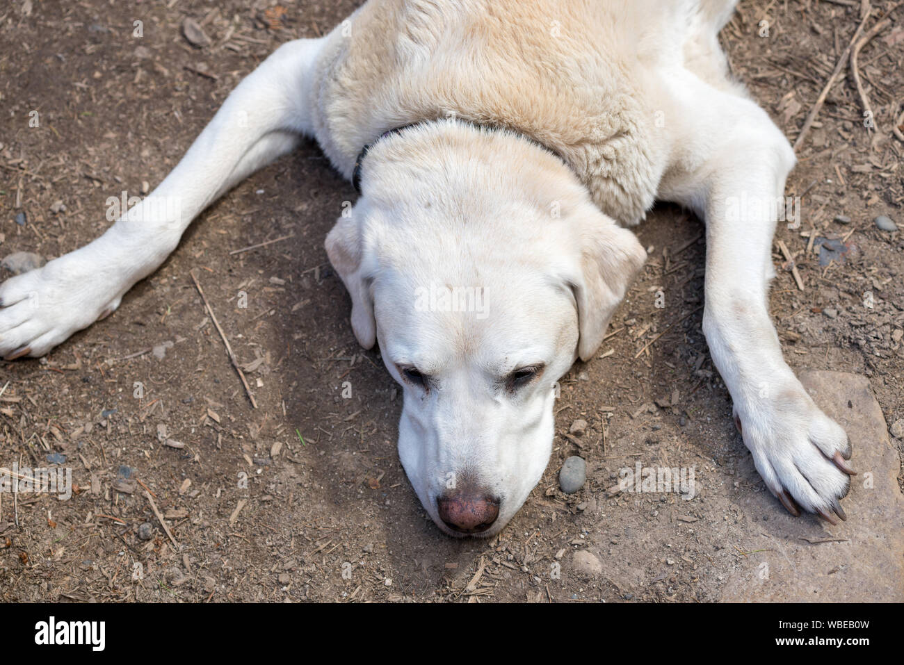 Chien allongé sur la masse, de l'Oregon. Banque D'Images