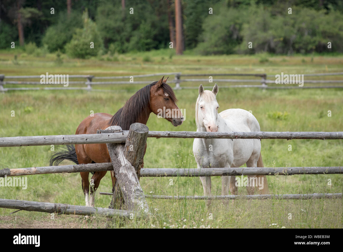 Chevaux à l'Minam River Lodge dans les montagnes de l'Oregon Wallowa. Banque D'Images