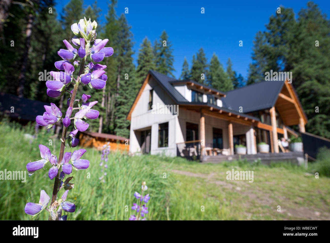 Les fleurs et le lupin Minam River Lodge dans les montagnes de l'Oregon Wallowa. Banque D'Images