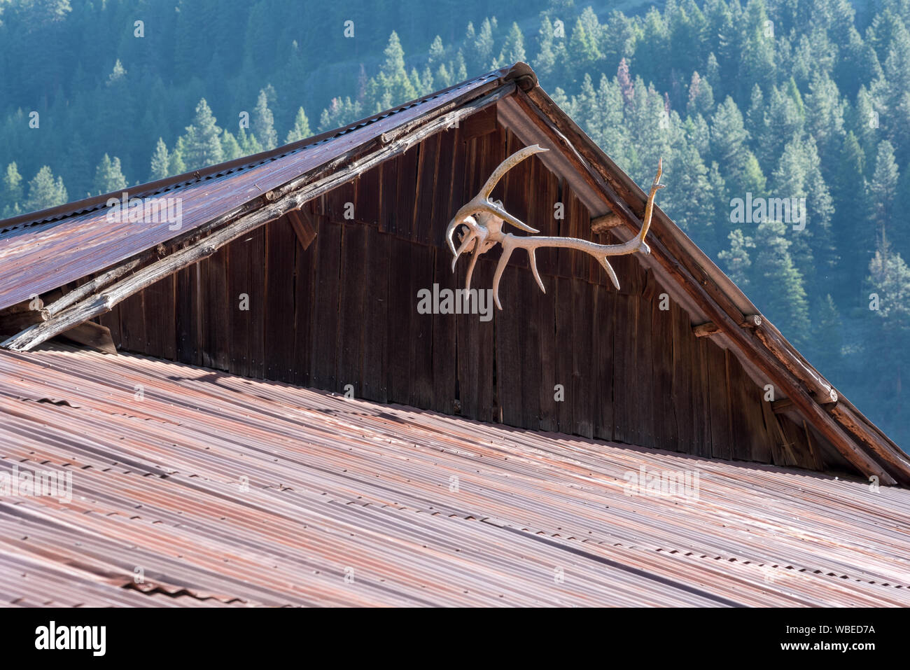 Toit en métal et bois sur une grange à l'Minam River Lodge dans les montagnes de l'Oregon Wallowa. Banque D'Images