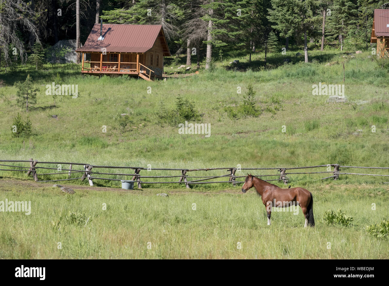 Horse and log cabin à l'Minam River Lodge dans les montagnes de l'Oregon Wallowa. Banque D'Images