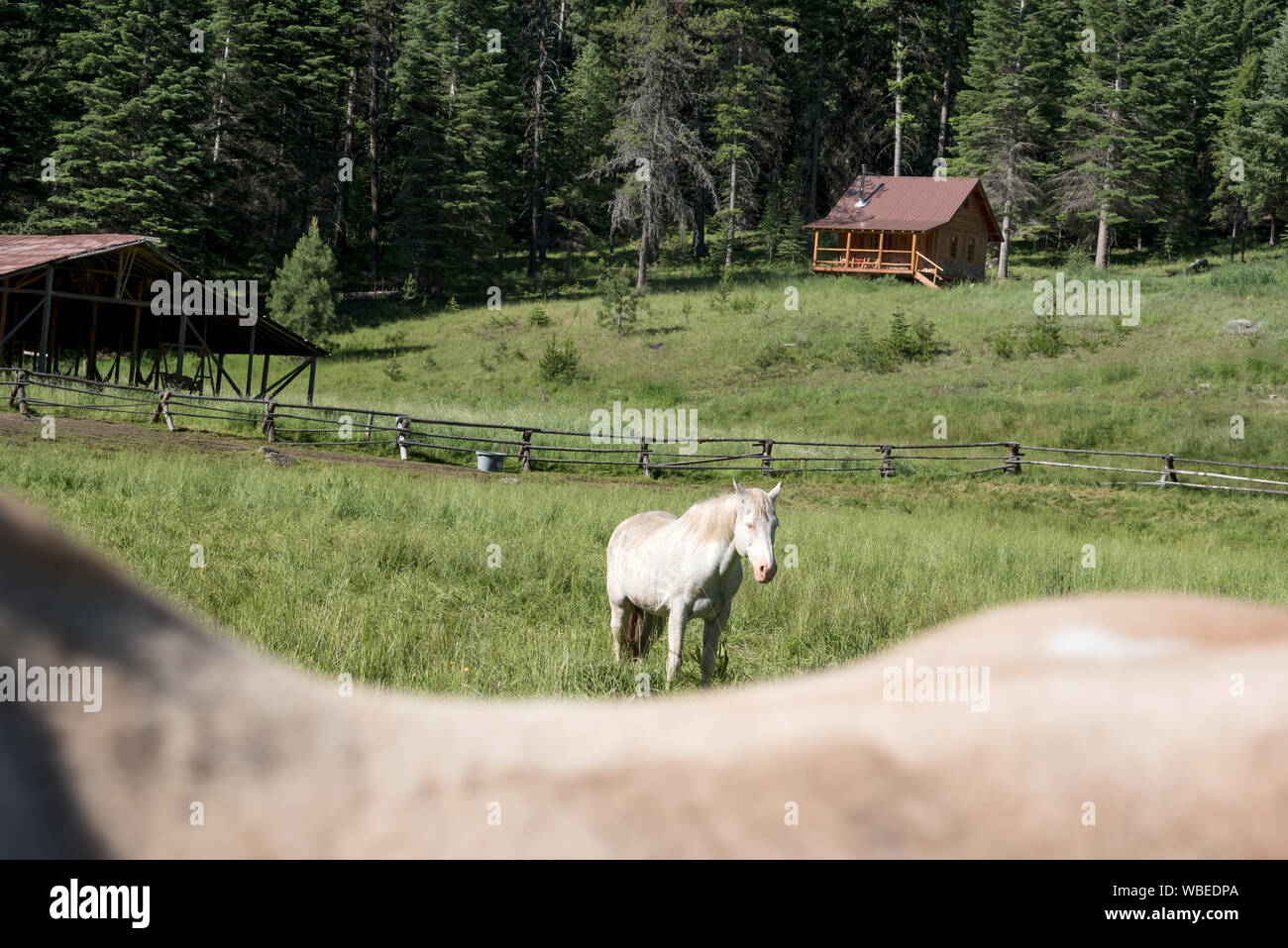 Chevaux et log cabin à l'Minam River Lodge dans les montagnes de l'Oregon Wallowa. Banque D'Images