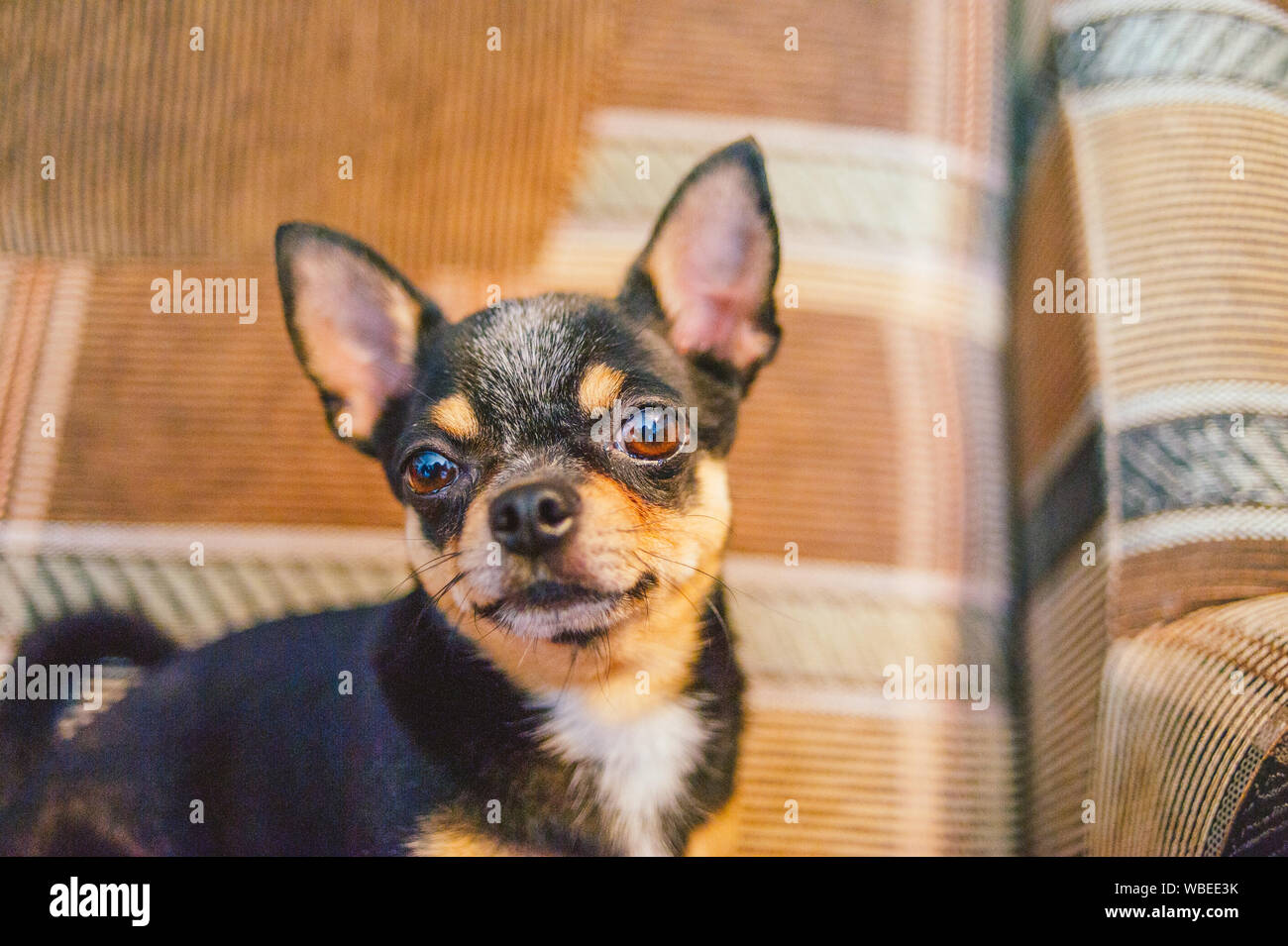 Tricolor Chihuahua Photos Tricolor Chihuahua Images Alamy