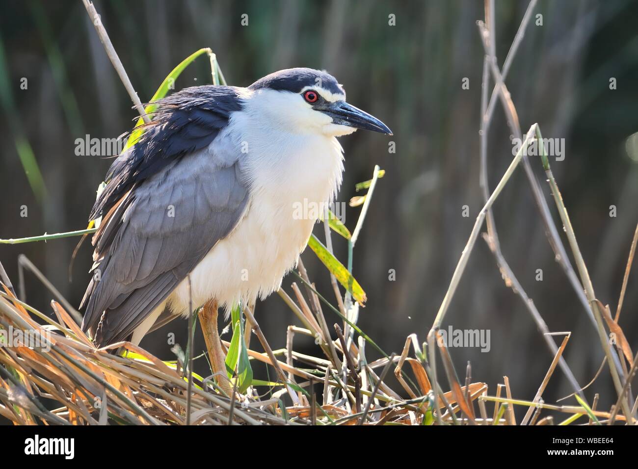 Bihoreau gris (Nycticorax nycticorax), ou nuit noire heron, couramment abrégé en Night Heron en Eurasie. Banque D'Images