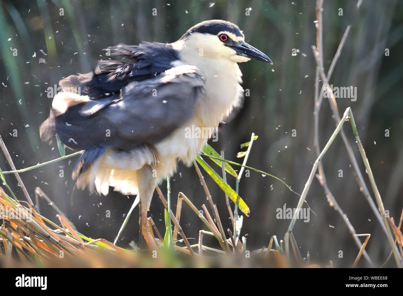 Bihoreau gris (Nycticorax nycticorax), ou nuit noire heron, couramment abrégé en Night Heron en Eurasie. Banque D'Images