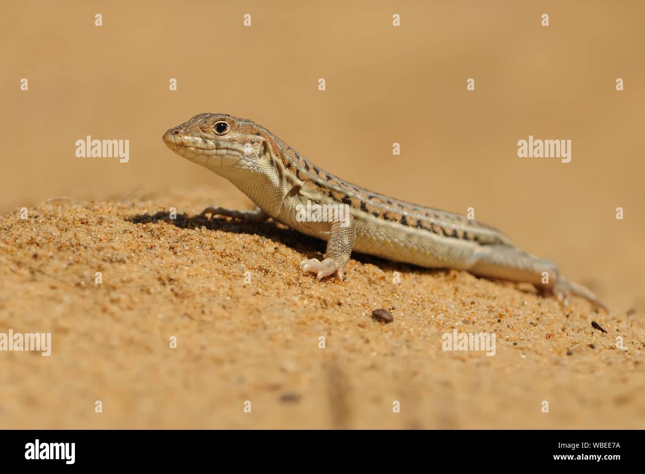 Spiny-footed Acanthodactylus erythrurus Lézard - espèce de lézards de la famille des Lacertidae. L'espèce est endémique au nord-ouest de l'Afrique et de l'Ib Banque D'Images