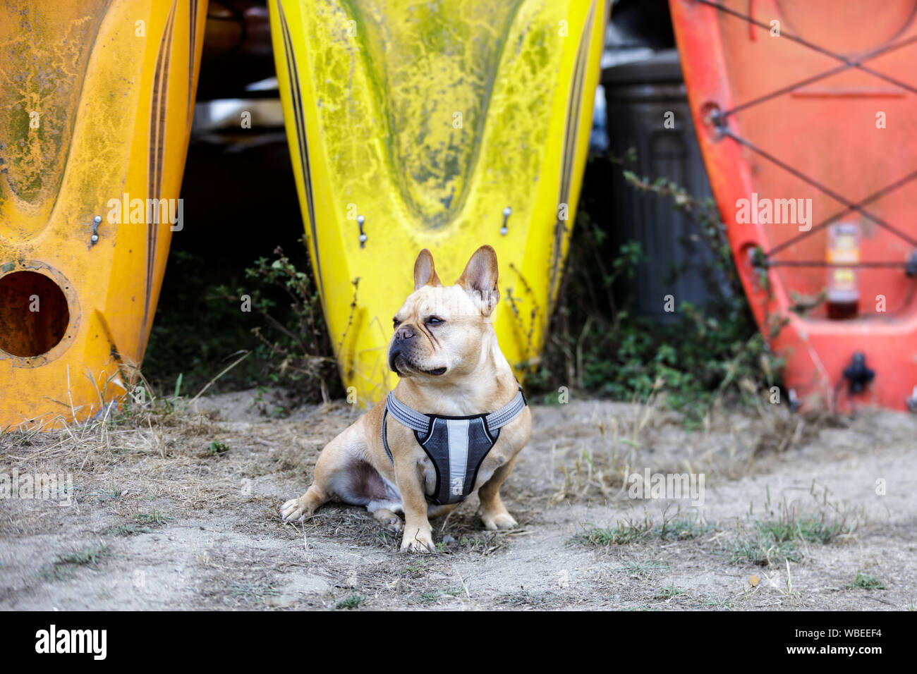Bouledogue Français curieux d'explorer l'extérieur mâle Banque D'Images