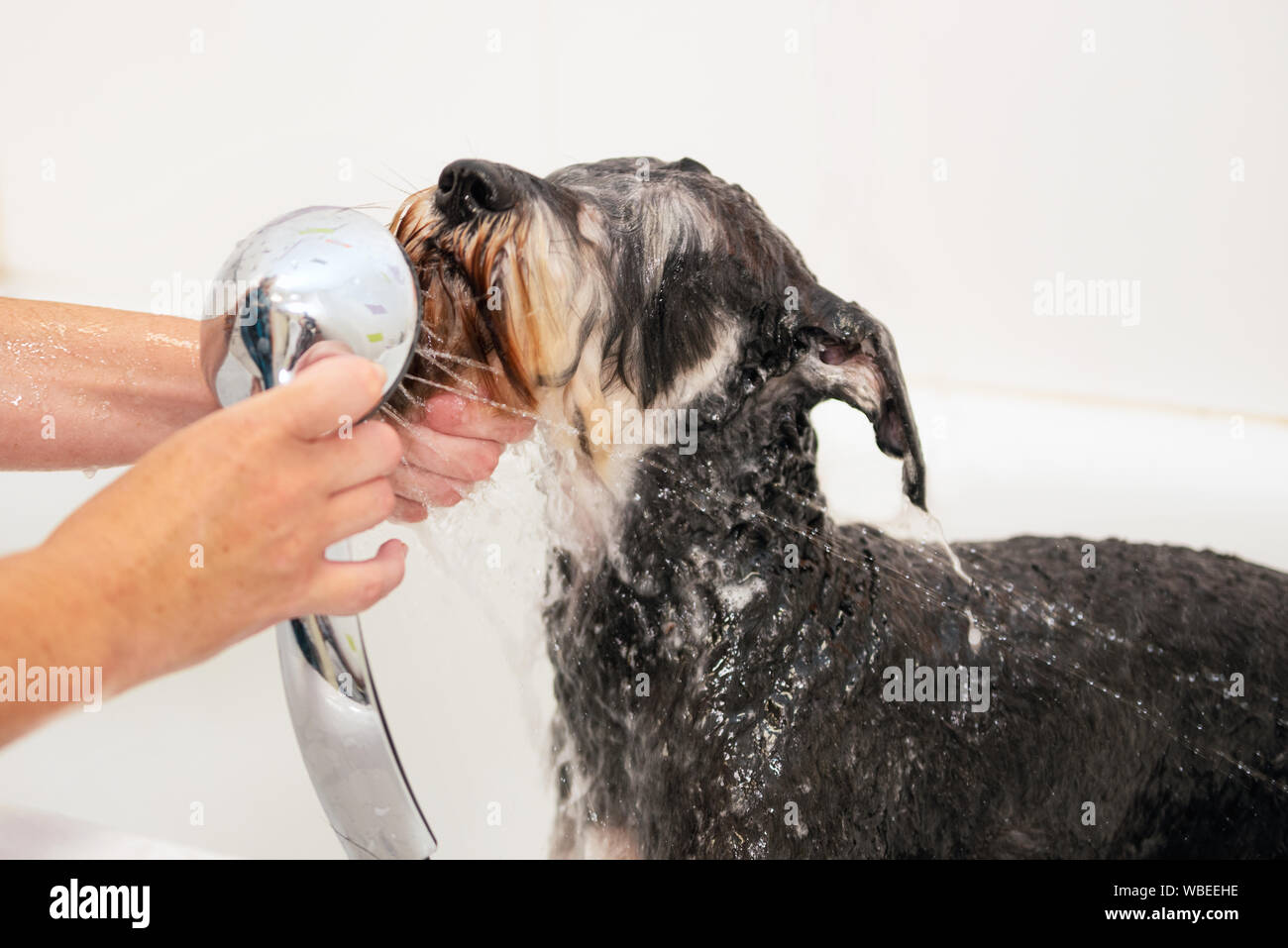 Toiletteur pour animaux chien professionnel lavage avec un shampooing en salon de toilettage pour animaux. Close up . Banque D'Images