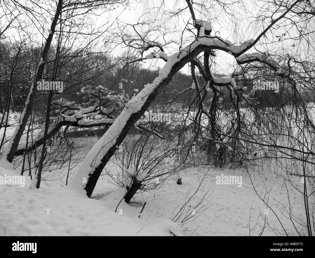 Froide journée d'hiver, snow-covered branches pendent dans le lac gelé Banque D'Images