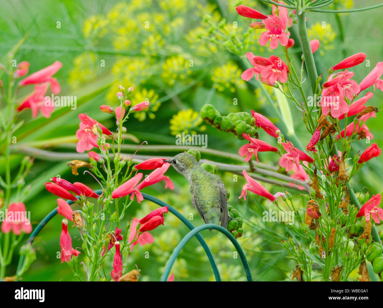 Bien que perché sur les gousses d'un crocosmia, d'un colibri d'Anna gorgées de nectar de fleur dans un penstemon un jardin communautaire à Redmond, Washington Banque D'Images