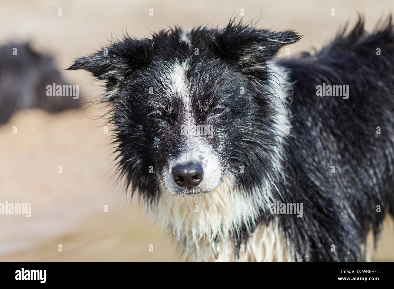 Un jeune chien border collie avec fourrure humide Banque D'Images