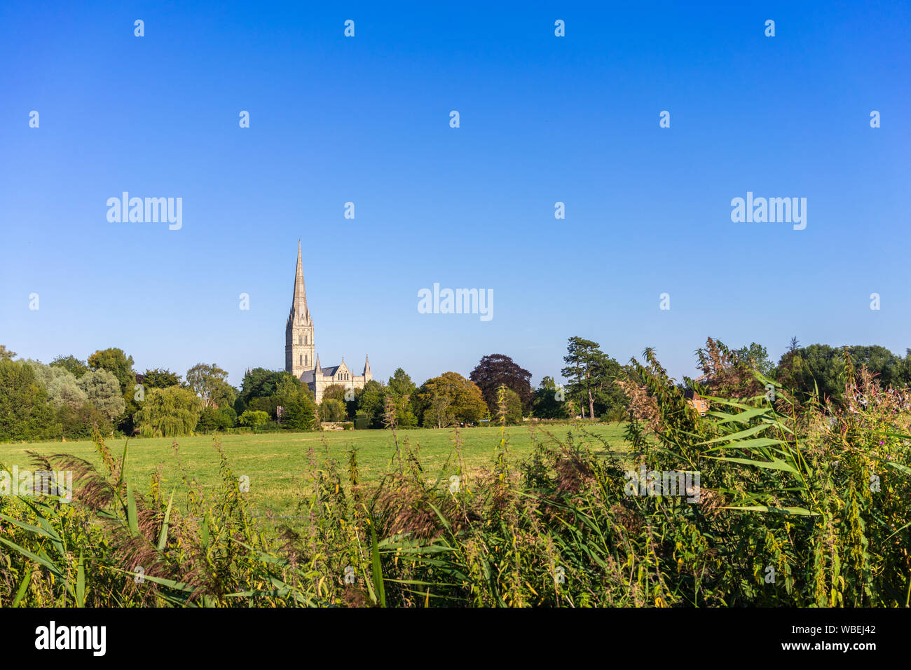 Vue sur les jardins de la reine Elizabeth au cours de l'été 2019 avec la cathédrale de Salisbury en arrière-plan, Salisbury, Wiltshire, Angleterre, Royaume-Uni Banque D'Images