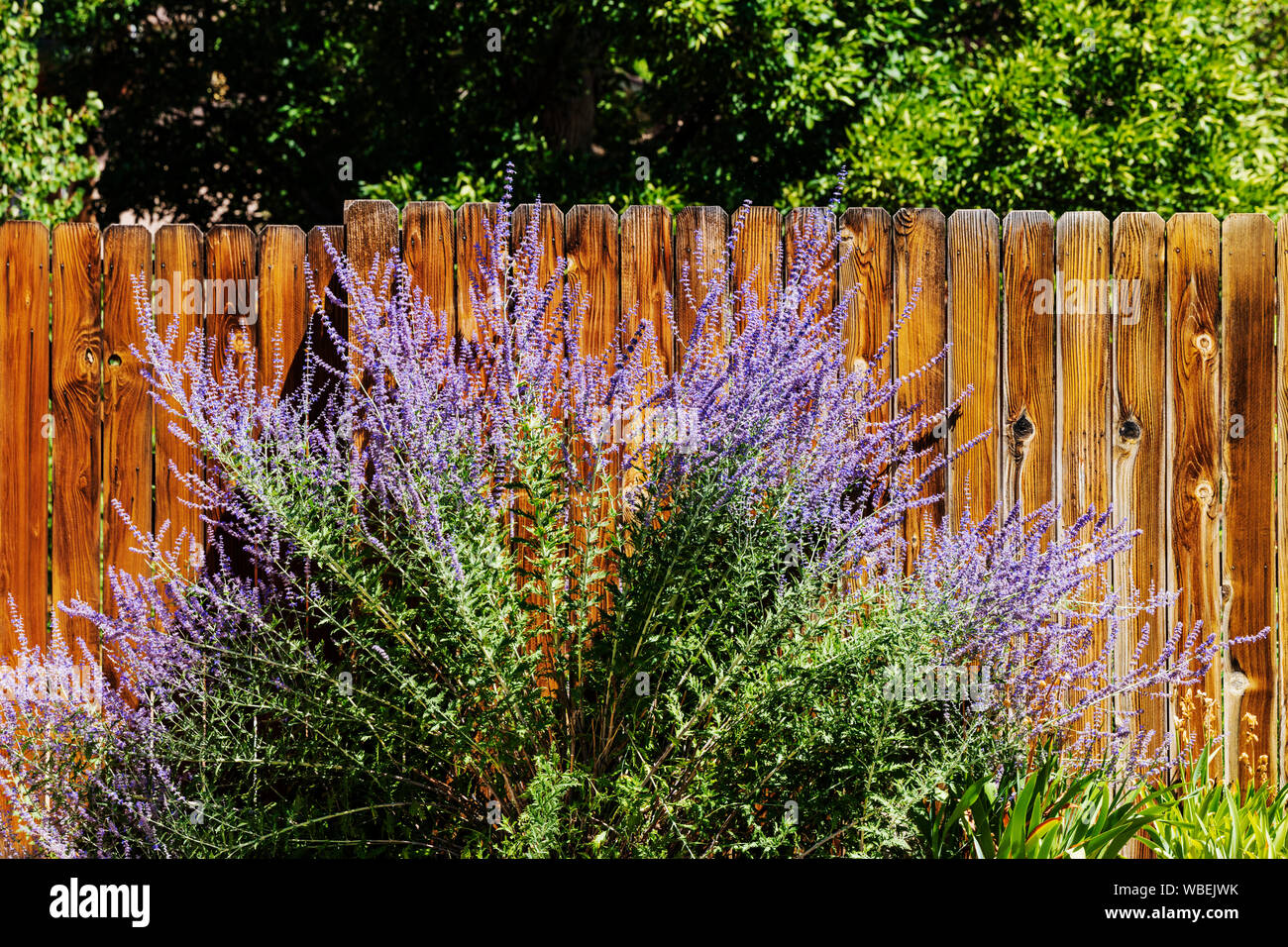 Purple Sage Salvia ; dorrii ; barrière de lattes en bois en pleine croissance ; Salida, Colorado, USA Banque D'Images