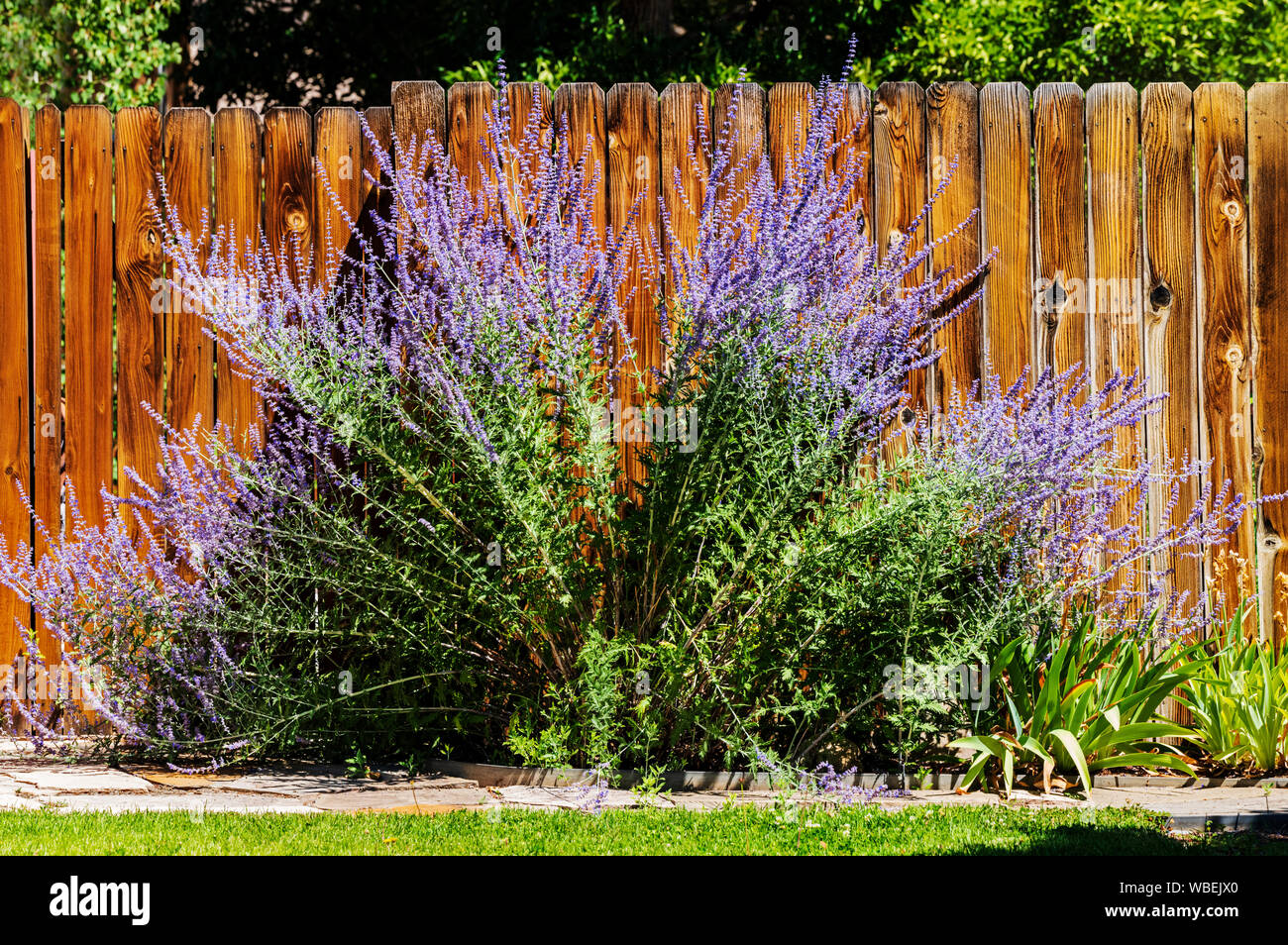 Purple Sage Salvia ; dorrii ; barrière de lattes en bois en pleine croissance ; Salida, Colorado, USA Banque D'Images