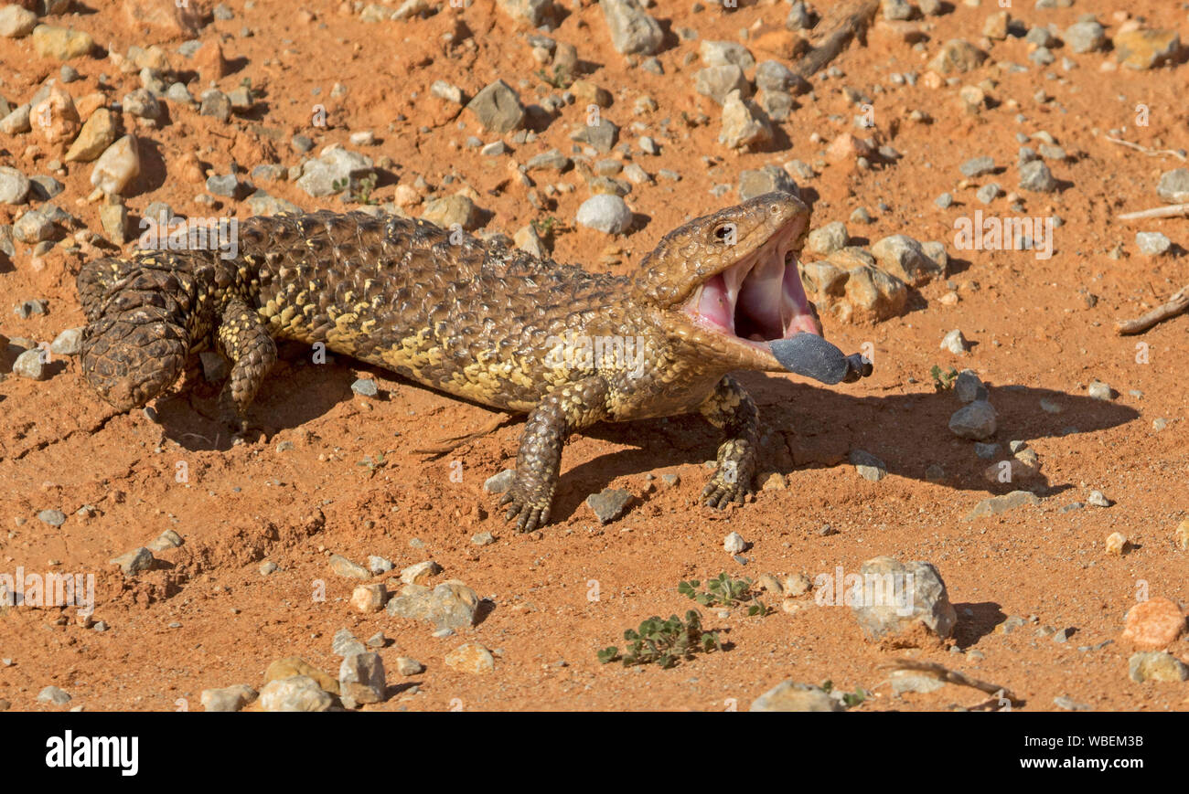 Shingleback lizard, Tiliqua rugosa, sur le sol rocheux avec la bouche ouverte et la langue bleue visible en danger pose, à l'état sauvage dans l'arrière-pays australien Banque D'Images