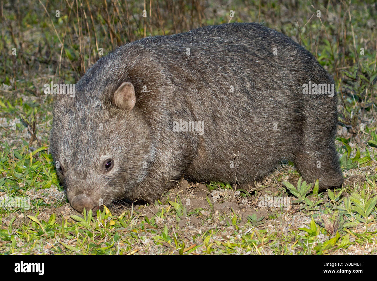 Wombat commun, Vombatus ursinus, à l'état sauvage au parc national Dharug, NSW Australie Banque D'Images