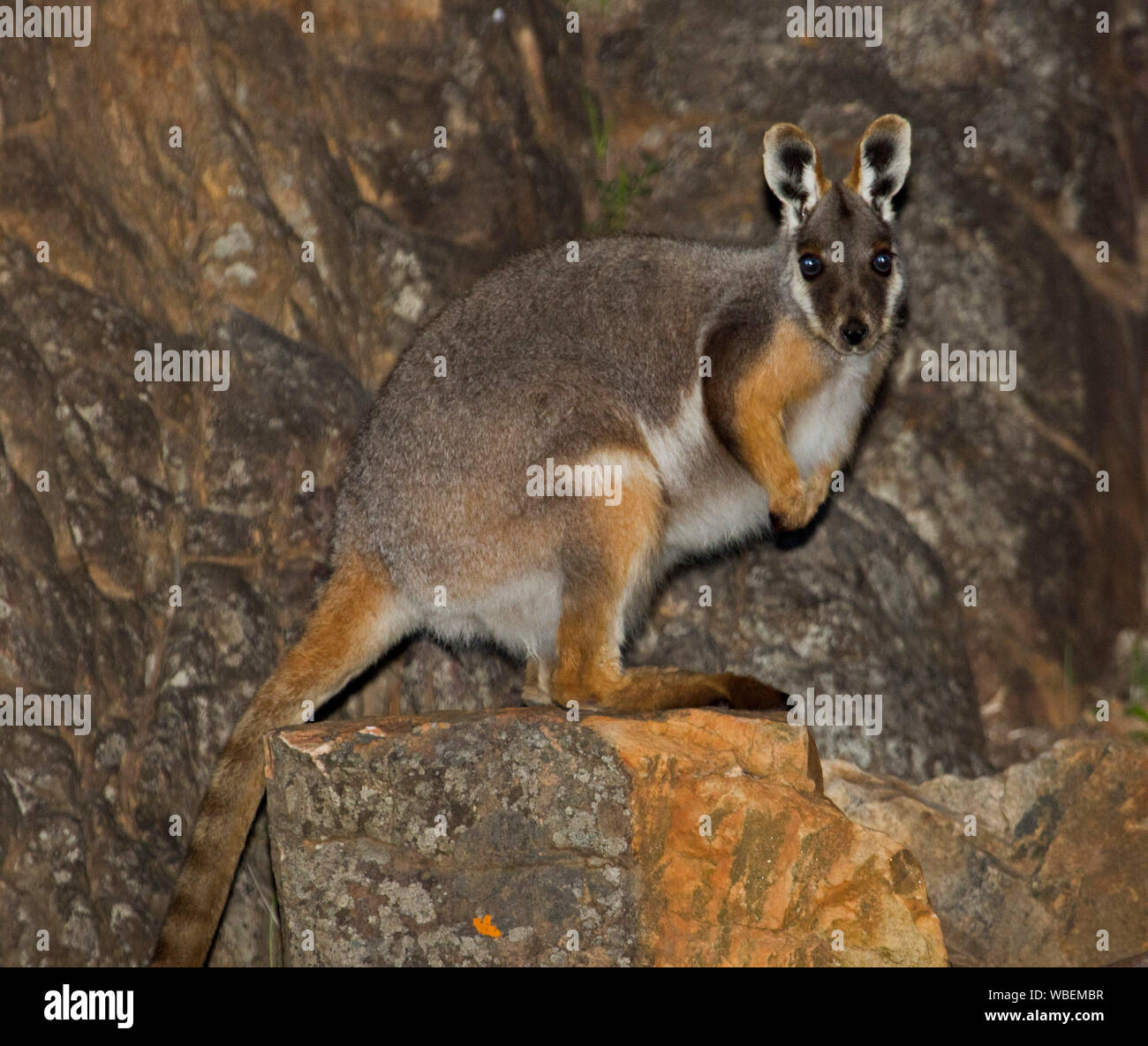 Belle et rare yellow-footed rock wallaby, Petrogale xanthopus, près d'espèces menacées, sur le rocher, regardant la caméra, à l'état sauvage au sud de l'Australie Banque D'Images