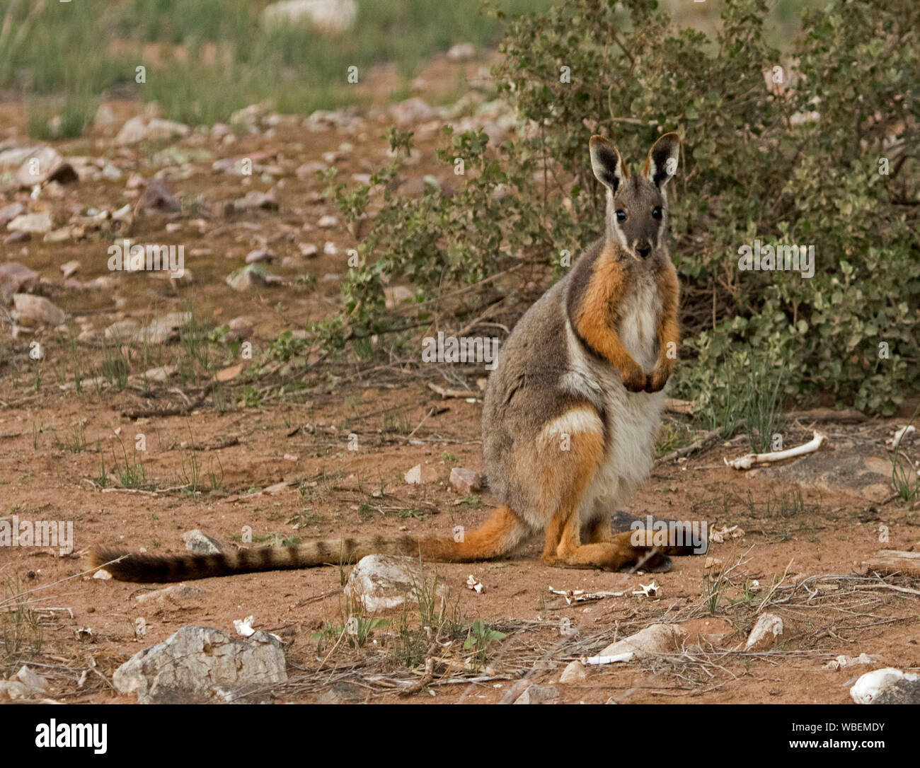 Belle femme jaune Australien-footed rock wallaby, Petrogale xanthopus, une près de espèces menacées, à l'état sauvage et regardant vers la caméra Banque D'Images