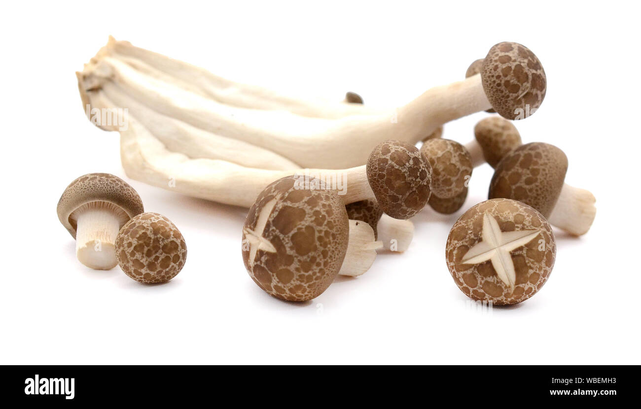 Champignons sur fond blanc Banque D'Images