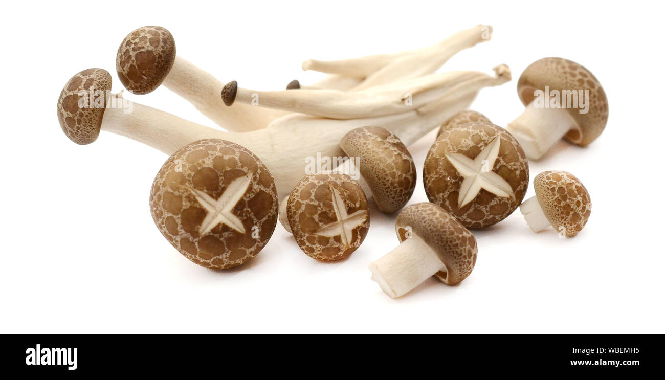 Champignons sur fond blanc Banque D'Images