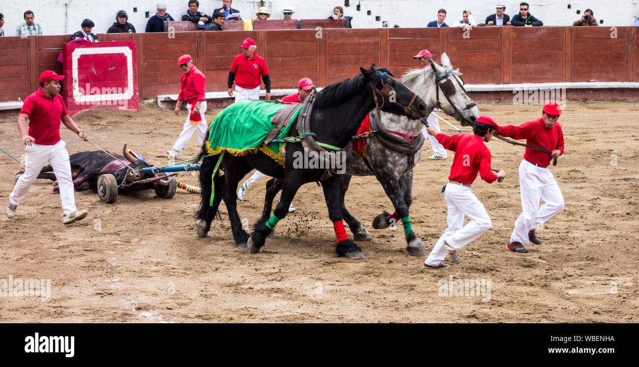 Ambato, ÉQUATEUR - Dec 15, 2015 - dead bull est transporté loin après avoir perdu torero combat pendant Carnaval Banque D'Images