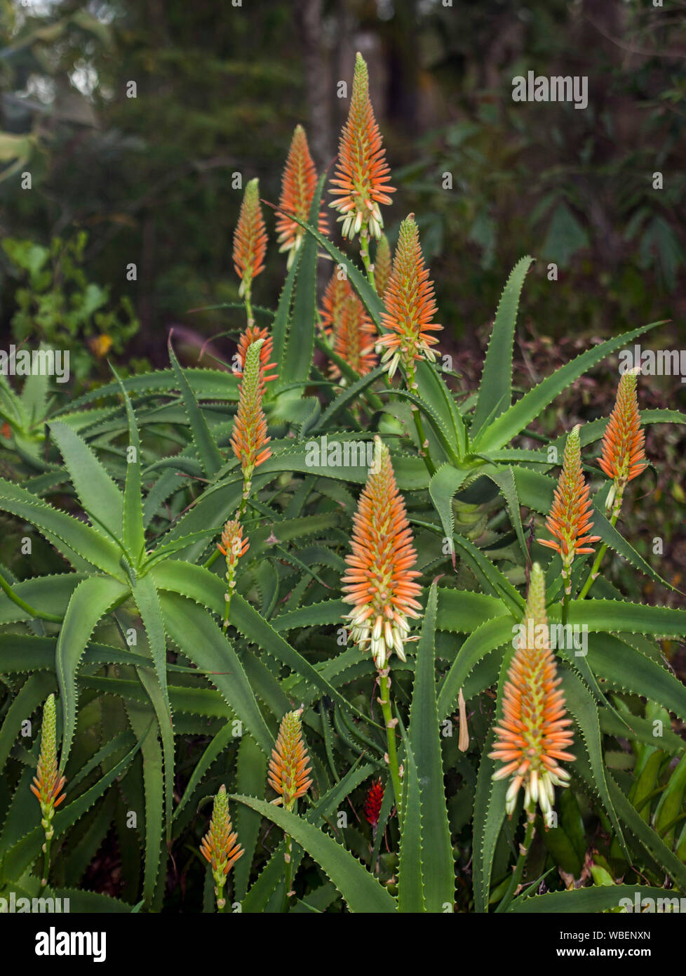 Plante succulente tolérant la sécheresse, l'Aloe 'Venus', avec des épis de fleurs crème orange et vert lumineux passant de feuilles épineuses Banque D'Images