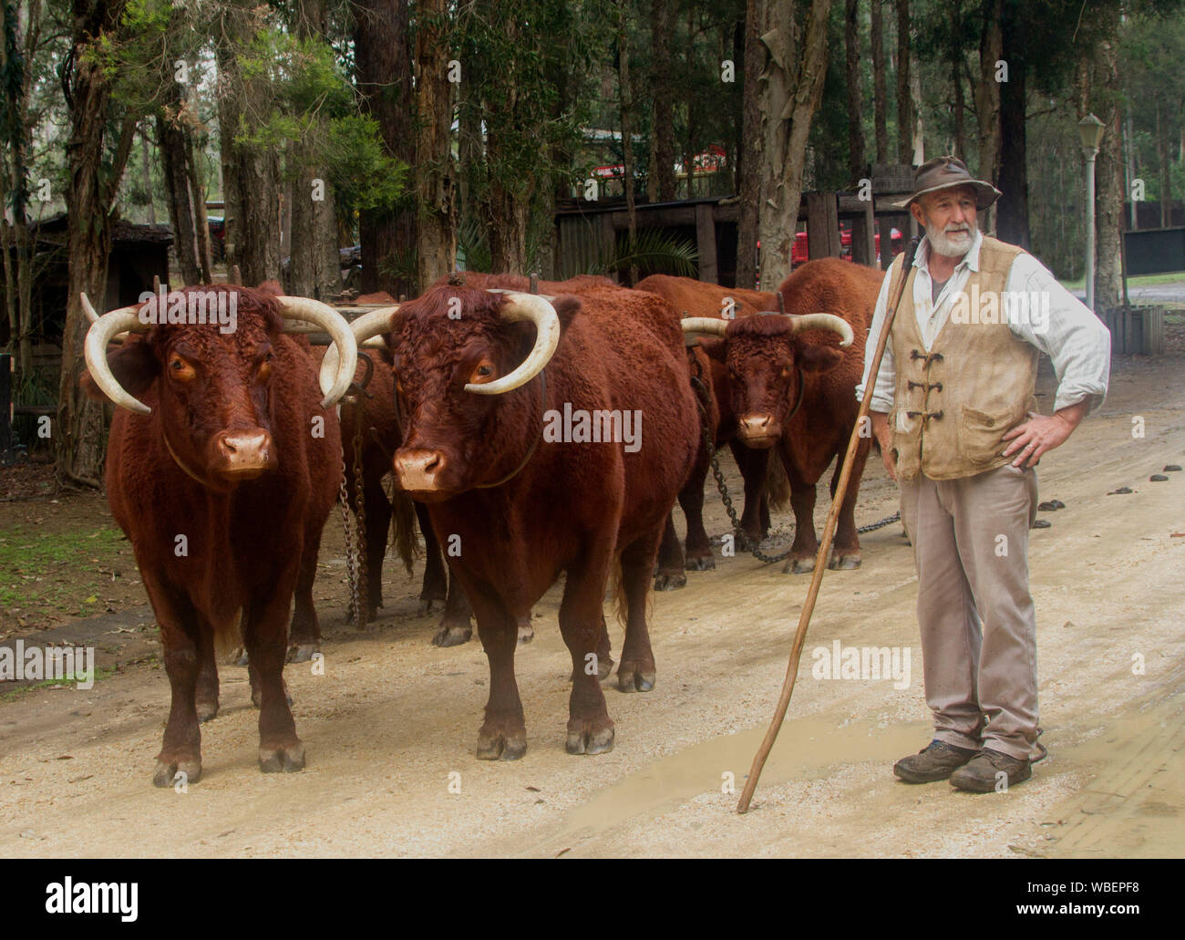 Un homme âgé, bullock chauffeur / bullocky, avec l'équipe de travail de taureaux une fois utilisé dans l'industrie forestière - dans le NSW Australie Banque D'Images