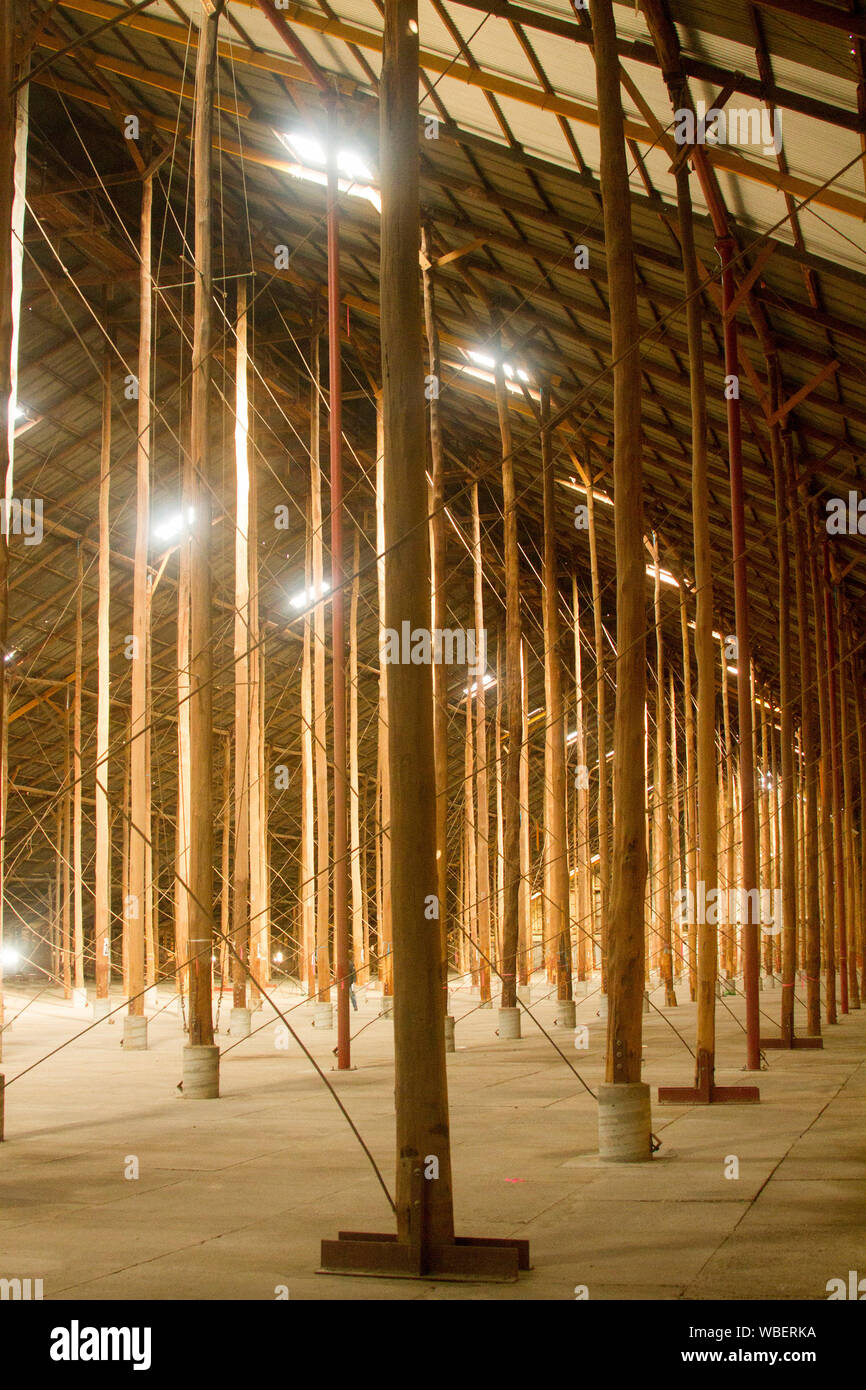 L'intérieur imposant de massive & patrimoine unique répertorié stick hangar avec forêt de bois énorme prend en charge, ancien hangar de stockage du grain en Murtoa Australie Banque D'Images