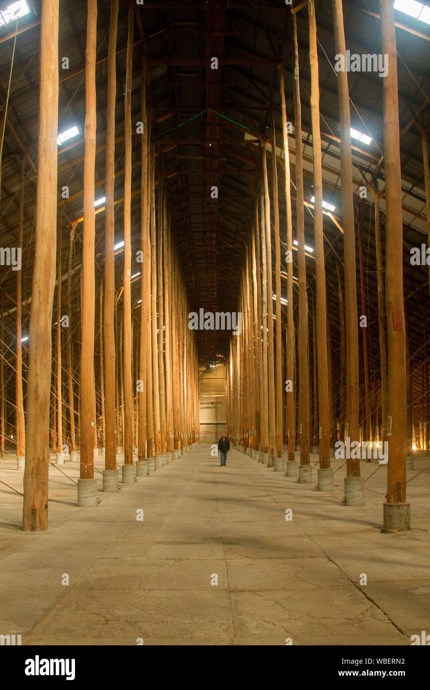 L'intérieur imposant de massive & patrimoine unique répertorié stick hangar avec homme éclipsé par forêt de bois énorme prend en charge, ancien hangar de stockage de céréales l'Australie Banque D'Images