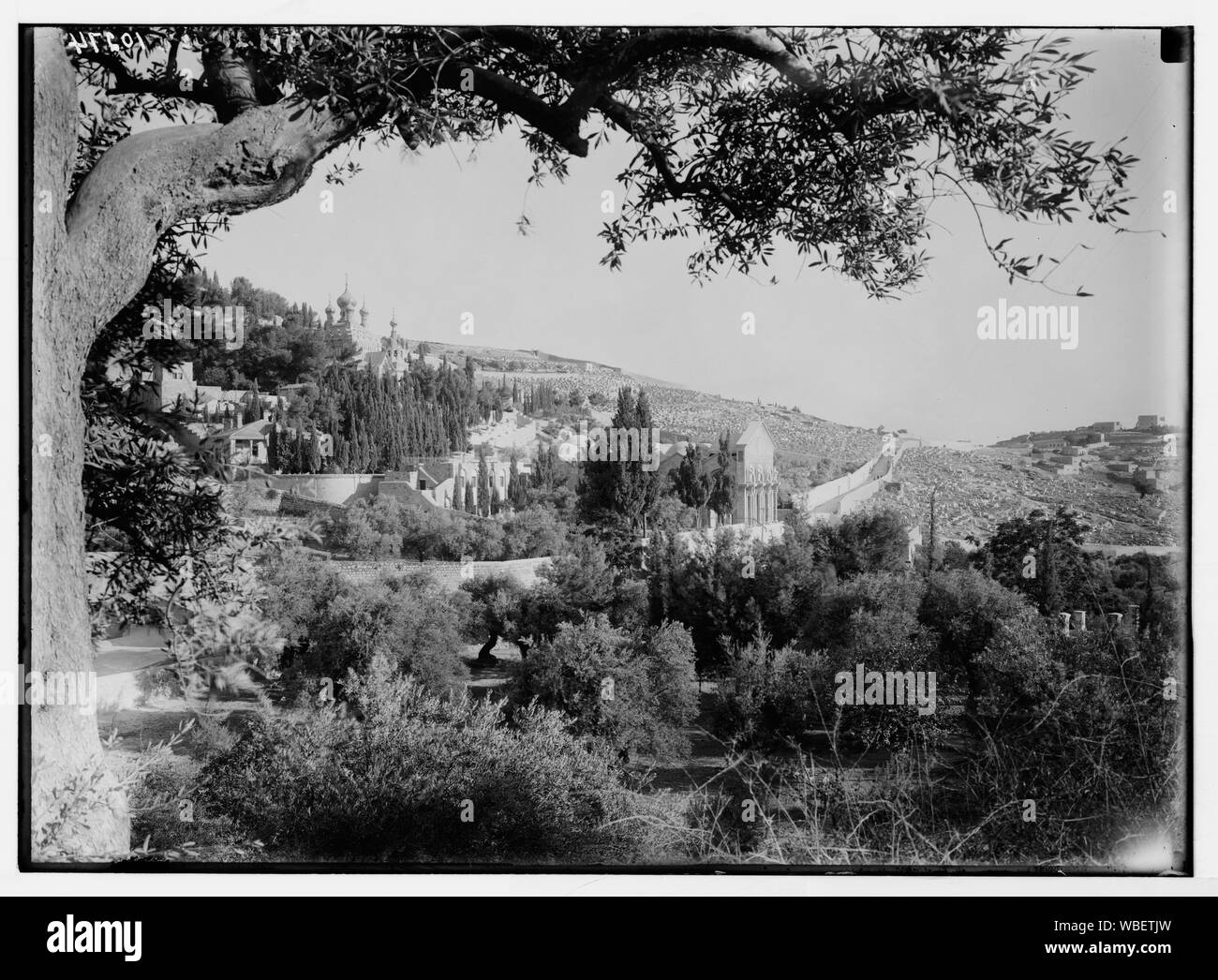 Jardin de Gethsémané Abstract/medium : G. Eric et Edith Matson Photograph Collection Banque D'Images