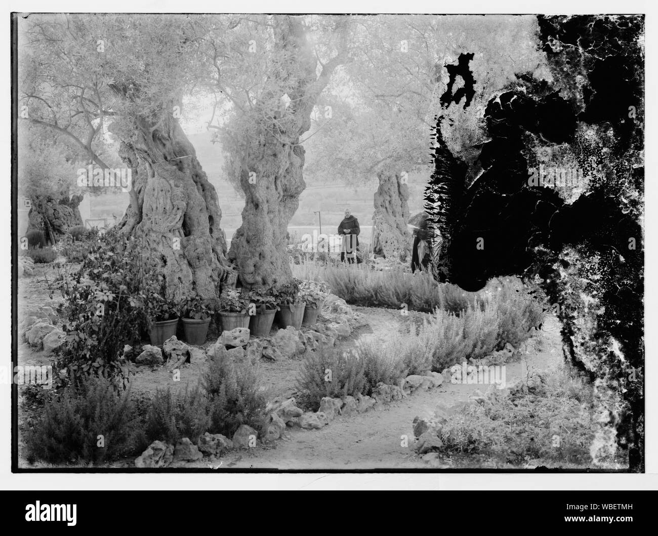 Jardin de Gethsémané, Jérusalem Abstract/medium : G. Eric et Edith Matson Photograph Collection Banque D'Images