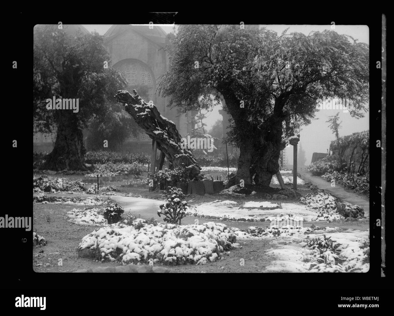 Jardin de Gethsémani dans la neige, prises le 28 février 1938 Résumé/medium : G. Eric et Edith Matson Photograph Collection Banque D'Images
